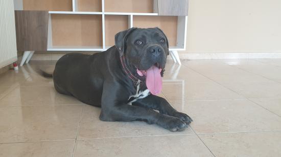 Πωλειται Cane Corso καθαρόαιμο Ηράκλειο νομού Ηρακλείου, Κρήτη Ζώα - Κατοικίδια Πωλούνται (φωτογραφία 1)