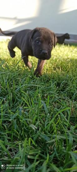 ΠΩΛΕΙΤΑΙ Cane Corso ΚΟΥΤΑΒΙΑ Καβάλα νομού Καβάλας, Μακεδονία Ζώα - Κατοικίδια Πωλούνται (φωτογραφία 1)