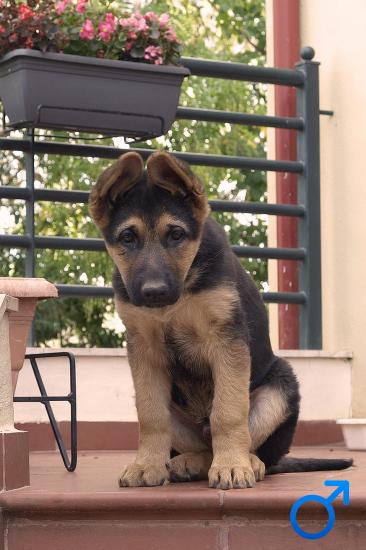 Πωλείται German Shepherd αρσενικό Πολύγυρος νομού Χαλκιδικής, Μακεδονία Ζώα - Κατοικίδια Πωλούνται (φωτογραφία 1)