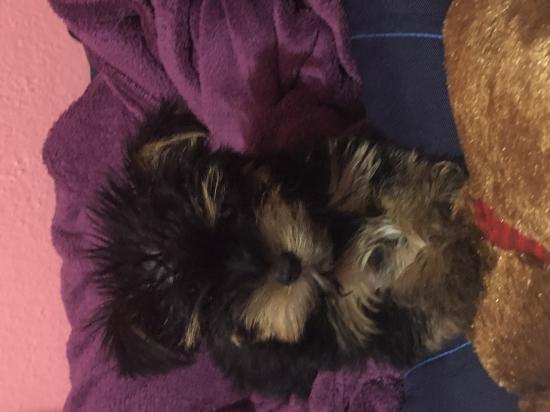 Πωλείται καθαρόαιμο Yorkshire terrier 3 μηνών αρσενικό Σκυδρα νομού Πέλλης, Μακεδονία Ζώα - Κατοικίδια Πωλούνται (φωτογραφία 1)