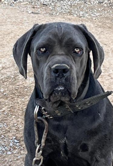 Πώληση σκύλου Cane corso Επανομη νομού Θεσσαλονίκης, Μακεδονία Ζώα - Κατοικίδια Πωλούνται (φωτογραφία 1)