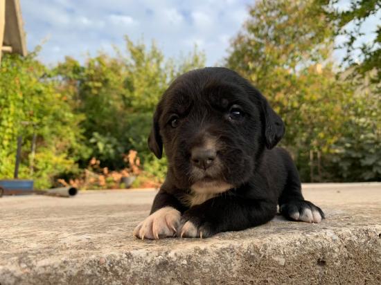 Πωλούνται Cane Corso Σπατα νομού Αττικής - Ανατολικής, Αττική Ζώα - Κατοικίδια Πωλούνται (φωτογραφία 1)