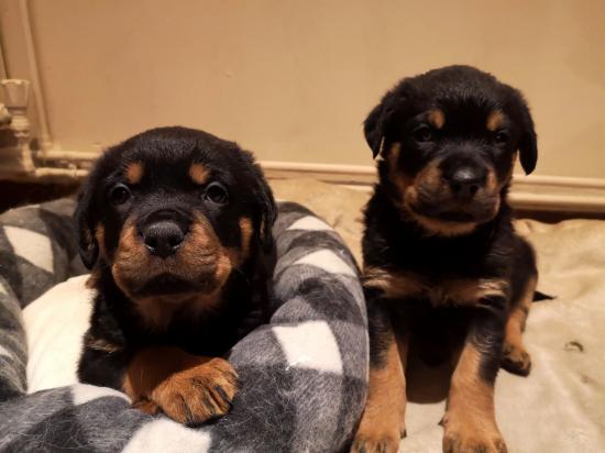 Πωλούνται ROTTWEILER Νεα Σμυρνη νομού Αττικής - Αθηνών, Αττική Ζώα - Κατοικίδια Πωλούνται (φωτογραφία 1)