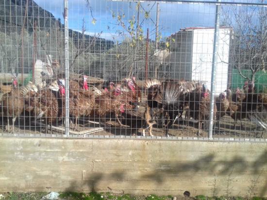 Πωλουνται γαλοπουλες Μυτιλήνη νομού Λέσβου, Νησιά Αιγαίου Ζώα - Κατοικίδια Πωλούνται (φωτογραφία 1)