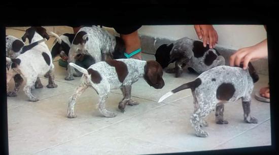 Πωλούνται Καθαρόαιμα Σκυλάκια Λάρνακα νομού Κύπρου (νήσος), Κύπρος Ζώα - Κατοικίδια Πωλούνται (φωτογραφία 1)