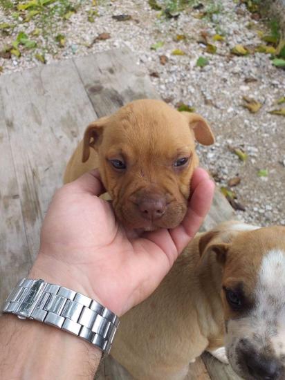 Πωλούνται κουτάβια Pitbull Κυπαρισσια νομού Μεσσηνίας, Πελοπόννησος Ζώα - Κατοικίδια Πωλούνται (φωτογραφία 1)