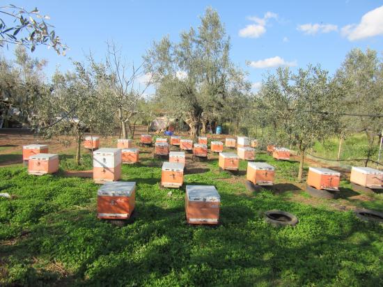 ΠΩΛΟΥΝΤΑΙ ΜΕΛΙΣΣΙΑ ΠΑΡΑΓΩΓΙΚΑ Αγρινιο νομού Αιτωλοακαρνανίας, Στερεά Ελλάδα Ζώα - Κατοικίδια Πωλούνται (φωτογραφία 1)