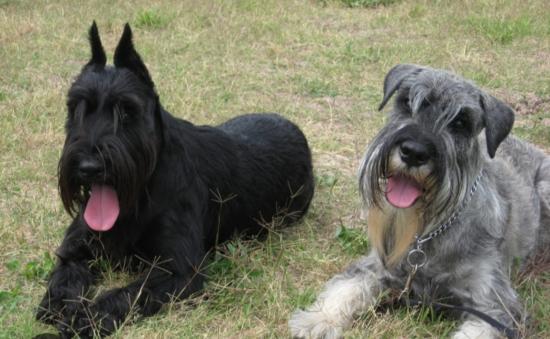 Πωλούνται schnautser standard,κουτάβια 1,5 μηνών Ναουσα νομού Ημαθίας, Μακεδονία Ζώα - Κατοικίδια Πωλούνται (φωτογραφία 1)