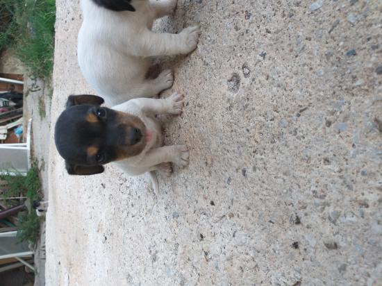 Πωλουνται σκυλακια jack rachel Μονο 200€ Λαγκαδας νομού Θεσσαλονίκης, Μακεδονία Ζώα - Κατοικίδια Πωλούνται (φωτογραφία 1)