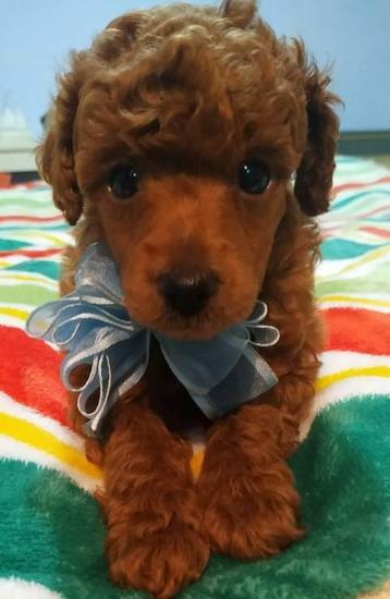 Σκυλάκι mini Toy-poodle Red-apricot Μεταμορφωση νομού Αττικής - Αθηνών, Αττική Ζώα - Κατοικίδια Πωλούνται (φωτογραφία 1)