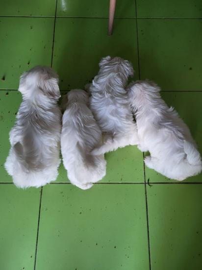 Σκυλάκια Μαλτέζ μινι toy καθαρόαιμο Νεα Σμυρνη νομού Αττικής - Αθηνών, Αττική Ζώα - Κατοικίδια Πωλούνται (φωτογραφία 1)