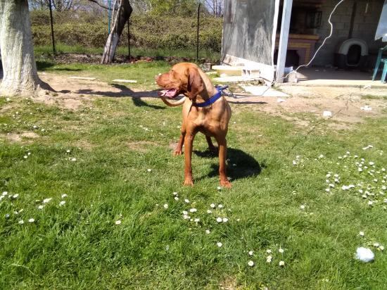 Σκύλος Βίσλα καθαρόαιμο Τρίκαλα νομού Τρικάλων, Θεσσαλία Ζώα - Κατοικίδια Πωλούνται (φωτογραφία 1)
