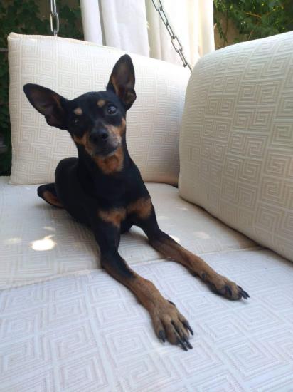 Θηλυκό Pinscher για ζευγάρωμα Πάτρα νομού Αχαϊας, Πελοπόννησος Ζώα - Κατοικίδια Πωλούνται (φωτογραφία 1)