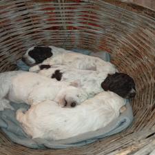 Lagotto Lagotto - αγγελίες για Ζώα - Κατοικίδια σε Αμπελωνας - Πωλούνται στο Νομό Λαρίσης, Θεσσαλία - FreeList.gr aggelia 302920 (μικρογραφία 4)