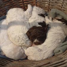 Lagotto Lagotto - αγγελίες για Ζώα - Κατοικίδια σε Αμπελωνας - Πωλούνται στο Νομό Λαρίσης, Θεσσαλία - FreeList.gr aggelia 302920 (μικρογραφία 3)