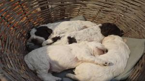 Lagotto Lagotto - αγγελίες για Ζώα - Κατοικίδια σε Αμπελωνας - Πωλούνται στο Νομό Λαρίσης, Θεσσαλία - FreeList.gr aggelia 302920 (μικρογραφία 5)