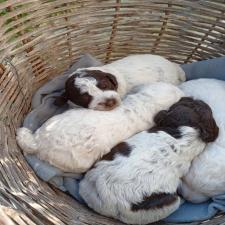 Lagotto Lagotto - αγγελίες για Ζώα - Κατοικίδια σε Αμπελωνας - Πωλούνται στο Νομό Λαρίσης, Θεσσαλία - FreeList.gr aggelia 302920 (μικρογραφία 8)