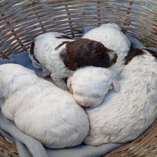 Lagotto Lagotto - αγγελίες για Ζώα - Κατοικίδια σε Αμπελωνας - Πωλούνται στο Νομό Λαρίσης, Θεσσαλία - FreeList.gr aggelia 302920 (μικρογραφία 6)