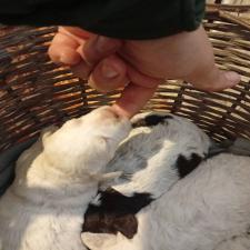 Lagotto Lagotto - αγγελίες για Ζώα - Κατοικίδια σε Αμπελωνας - Πωλούνται στο Νομό Λαρίσης, Θεσσαλία - FreeList.gr aggelia 302920 (μικρογραφία 7)
