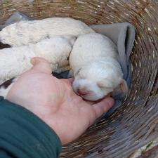 Lagotto Lagotto - αγγελίες για Ζώα - Κατοικίδια σε Αμπελωνας - Πωλούνται στο Νομό Λαρίσης, Θεσσαλία - FreeList.gr aggelia 302920 (μικρογραφία 9)
