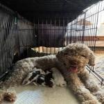 Lagotto Romagnolo- Λαγκότο