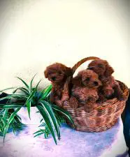 POODLE κανις mini k',toy ως 2,5κιλα,ελληνικής εκτροφής