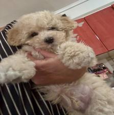 POODLE κανις mini k',toy ως 2,5κιλα,ελληνικής εκτροφής POODLE κανις mini k',toy ως 2,5κιλα,ελληνικής εκτροφής - αγγελίες για Ζώα - Κατοικίδια σε Θεσσαλονίκη - Πωλούνται στο Νομό Θεσσαλονίκης, Μακεδονία - FreeList.gr aggelia 303047 (μικρογραφία 2)