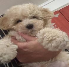 POODLE κανις mini k',toy ως 2,5κιλα,ελληνικής εκτροφής POODLE κανις mini k',toy ως 2,5κιλα,ελληνικής εκτροφής - αγγελίες για Ζώα - Κατοικίδια σε Θεσσαλονίκη - Πωλούνται στο Νομό Θεσσαλονίκης, Μακεδονία - FreeList.gr aggelia 303047 (μικρογραφία 3)