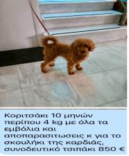 POODLE κανις mini k',toy ως 2,5κιλα,ελληνικής εκτροφής POODLE κανις mini k',toy ως 2,5κιλα,ελληνικής εκτροφής - αγγελίες για Ζώα - Κατοικίδια σε Θεσσαλονίκη - Πωλούνται στο Νομό Θεσσαλονίκης, Μακεδονία - FreeList.gr aggelia 303047 (μικρογραφία 4)