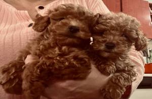 POODLE κανις mini k',toy ως 2,5κιλα,ελληνικής εκτροφής POODLE κανις mini k',toy ως 2,5κιλα,ελληνικής εκτροφής - αγγελίες για Ζώα - Κατοικίδια σε Θεσσαλονίκη - Πωλούνται στο Νομό Θεσσαλονίκης, Μακεδονία - FreeList.gr aggelia 303047 (μικρογραφία 9)