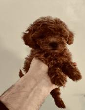 POODLE κανις mini k',toy ως 2,5κιλα,ελληνικής εκτροφής POODLE κανις mini k',toy ως 2,5κιλα,ελληνικής εκτροφής - αγγελίες για Ζώα - Κατοικίδια σε Θεσσαλονίκη - Πωλούνται στο Νομό Θεσσαλονίκης, Μακεδονία - FreeList.gr aggelia 303047 (μικρογραφία 7)