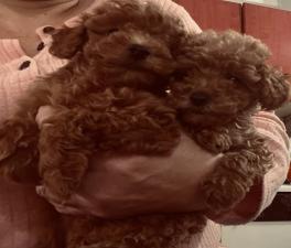 POODLE κανις mini k',toy ως 2,5κιλα,ελληνικής εκτροφής POODLE κανις mini k',toy ως 2,5κιλα,ελληνικής εκτροφής - αγγελίες για Ζώα - Κατοικίδια σε Θεσσαλονίκη - Πωλούνται στο Νομό Θεσσαλονίκης, Μακεδονία - FreeList.gr aggelia 303047 (μικρογραφία 8)