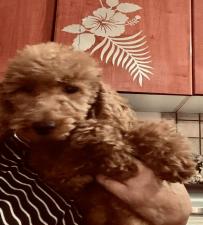 POODLE κανις mini k',toy ως 2,5κιλα,ελληνικής εκτροφής POODLE κανις mini k',toy ως 2,5κιλα,ελληνικής εκτροφής - αγγελίες για Ζώα - Κατοικίδια σε Θεσσαλονίκη - Πωλούνται στο Νομό Θεσσαλονίκης, Μακεδονία - FreeList.gr aggelia 303047 (μικρογραφία 6)