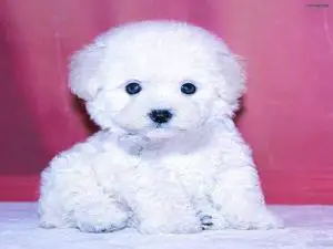 POODLE κανις mini k',toy ως 2,5κιλα,ελληνικής εκτροφής POODLE κανις mini k',toy ως 2,5κιλα,ελληνικής εκτροφής - αγγελίες για Ζώα - Κατοικίδια σε Θεσσαλονίκη - Πωλούνται στο Νομό Θεσσαλονίκης, Μακεδονία - FreeList.gr aggelia 303047 (μικρογραφία 10)