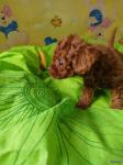 POODLE κανις θηλυκο super toy ως 2-2,5κιλα,κοκκινο χρωμα. POODLE κανις θηλυκο super toy ως 2-2,5κιλα,κοκκινο χρωμα. - αγγελίες για Ζώα - Κατοικίδια σε Θεσσαλονίκη - Πωλούνται στο Νομό Θεσσαλονίκης, Μακεδονία - FreeList.gr aggelia 302487 (μικρογραφία 3)