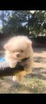Pomeranian (μικρογραφία)