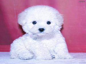 Poodle ελληνικής εκτροφής,διάφορα χρώματα,ως 3,5 κιλα Poodle ελληνικής εκτροφής,διάφορα χρώματα,ως 3,5 κιλα - αγγελίες για Ζώα - Κατοικίδια σε Θεσσαλονίκη - Πωλούνται στο Νομό Θεσσαλονίκης, Μακεδονία - FreeList.gr aggelia 206204 (μικρογραφία 10)