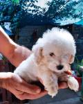 Poodle σοκολατι-διάφορα χρώματα,3-4 κιλα,ολα τα εμβολια Θεσσαλονίκη νομού Θεσσαλονίκης, Μακεδονία Ζώα - Κατοικίδια Πωλούνται (μικρογραφία 9)