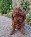 Poodle σοκολατι-διάφορα χρώματα,3-4 κιλα,ολα τα εμβολια (μικρογραφία)