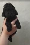 Poodle σοκολατι-διάφορα χρώματα,3-4 κιλα,ολα τα εμβολια Θεσσαλονίκη νομού Θεσσαλονίκης, Μακεδονία Ζώα - Κατοικίδια Πωλούνται (μικρογραφία 10)