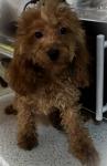 Poodle σοκολατι-διάφορα χρώματα,3-4 κιλα,ολα τα εμβολια Θεσσαλονίκη νομού Θεσσαλονίκης, Μακεδονία Ζώα - Κατοικίδια Πωλούνται (μικρογραφία 5)