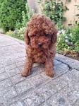 Poodle σοκολατι-διάφορα χρώματα,3-4 κιλα,ολα τα εμβολια (μικρογραφία)