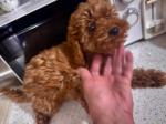 Poodle σοκολατι-διάφορα χρώματα,3-4 κιλα,ολα τα εμβολια Θεσσαλονίκη νομού Θεσσαλονίκης, Μακεδονία Ζώα - Κατοικίδια Πωλούνται (μικρογραφία 3)