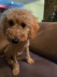 Poodle σοκολατι-διάφορα χρώματα,3-4 κιλα,ολα τα εμβολια Θεσσαλονίκη νομού Θεσσαλονίκης, Μακεδονία Ζώα - Κατοικίδια Πωλούνται (μικρογραφία 4)