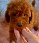 Poodle σοκολατι-διάφορα χρώματα,3-4 κιλα,ολα τα εμβολια (μικρογραφία)