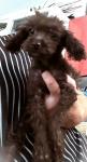 Poodle σοκολατι-διάφορα χρώματα,3-4 κιλα,ολα τα εμβολια (μικρογραφία)