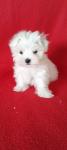 Toy maltese μαλτεζ (μικρογραφία)