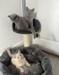 british shorthair kittens for adoption (μικρογραφία)