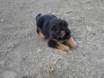 Γερμανικό ποιμενικό german shepherd (μικρογραφία)