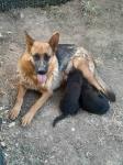 Γερμανικό ποιμενικό german shepherd Πυλαια νομού Θεσσαλονίκης, Μακεδονία Ζώα - Κατοικίδια Πωλούνται (μικρογραφία 2)